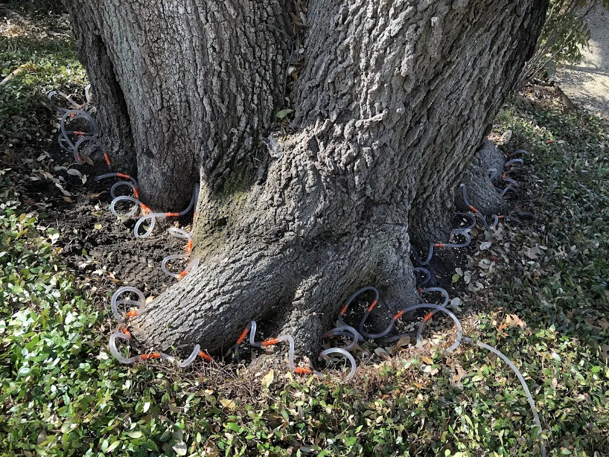 Detailed Tree Cabling and Bracing job site in Port Bolivar