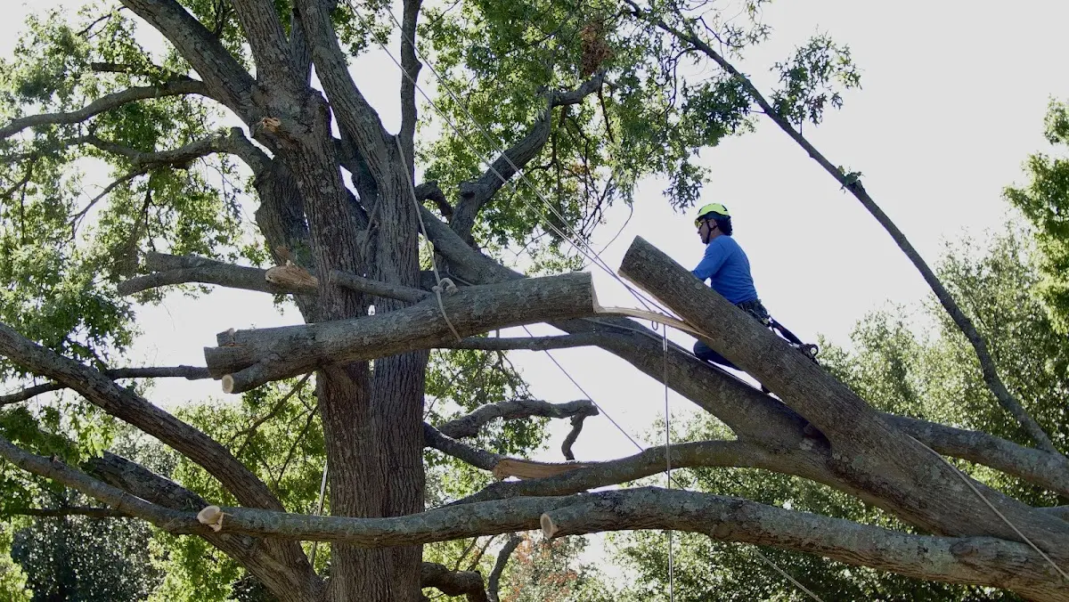 Professional Crown Thinning performed by certified arborists in Port Bolivar