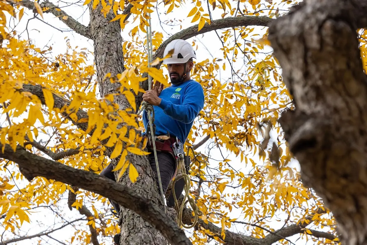 Skilled Tree Planing crew working in Port Bolivar